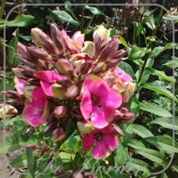 phlox-aureole-816 Phlox 'Aureole'