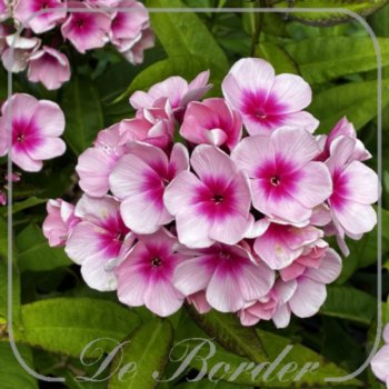 Phlox 'Bright Eyes'