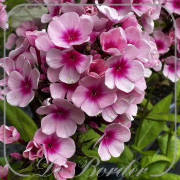 Phlox 'Bright Eyes'