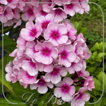 Phlox 'Bright Eyes'