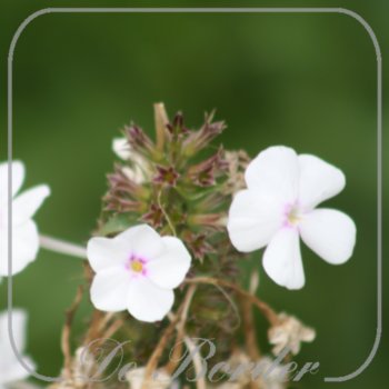 Phlox 'Delta'