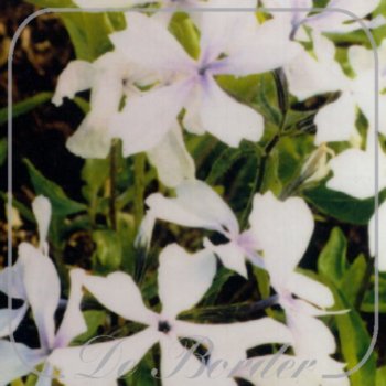 Phlox divaricata 'Dirigo Ice'