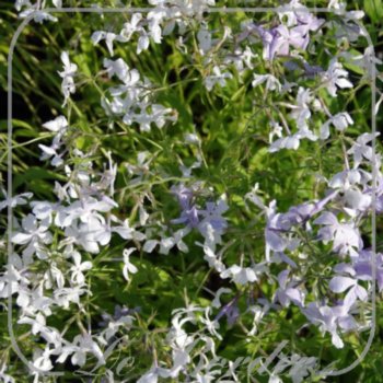 Phlox divaricata 'White Perfume'