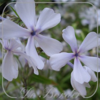 Phlox divaricata 'White Perfume'