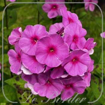 Phlox 'Eva Cullum'