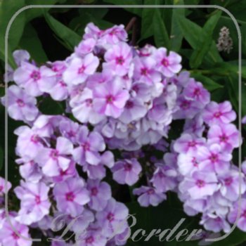 Phlox 'Grafin von Schwerin'