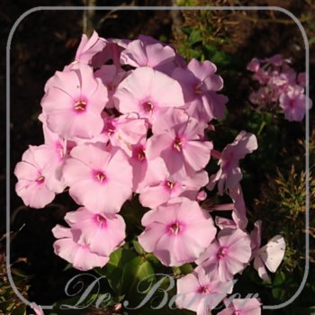 phlox-herbstwalzer-124 Phlox 'Herbstwalzer'