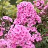Phlox 'Katherine'