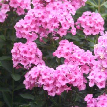 Phlox 'Katherine'