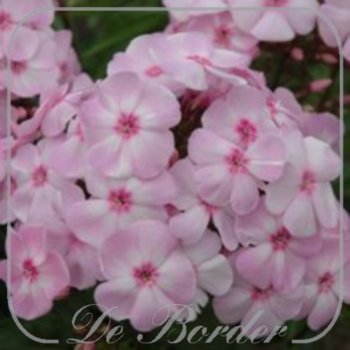 Phlox 'Magical Favourite'