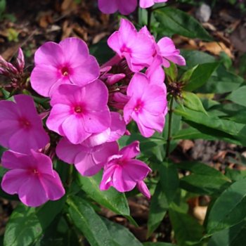 Phlox 'Pink Eye Flame'