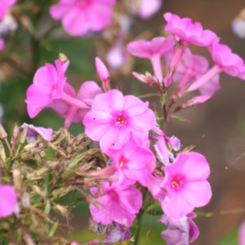 Phlox 'Pink Eye Flame'