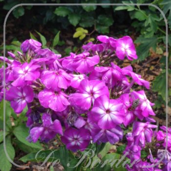 phlox-purple-kiss-174 Phlox 'Purple Kiss'