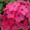 Phlox 'Rijnstroom'