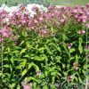 Phlox 'Rijnstroom'
