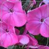 Phlox 'Rijnstroom'