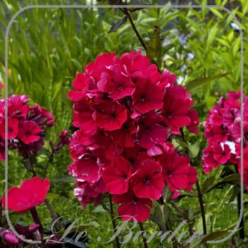 Phlox 'Starfire'