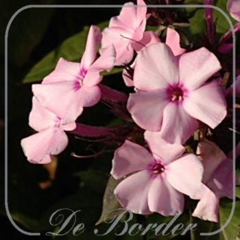 phlox-sweet-summer-dream-184 Phlox 'Sweet Summer Dream'