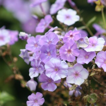 Phlox 'Sweet Summer Ocean'