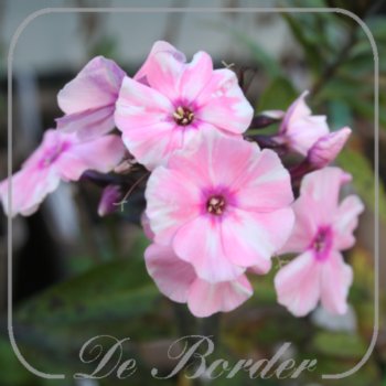 Phlox 'Sweet Summer Salmon Orange with Dark Eye'