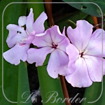 Phlox 'Sweet Summer Temptation'