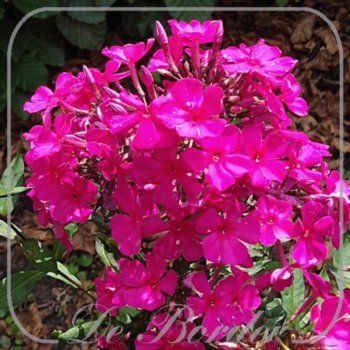 Phlox 'Sweet Summer Wine'