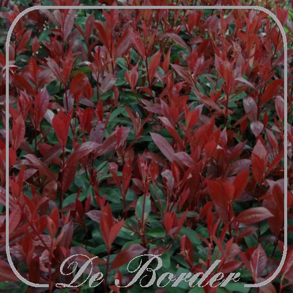 photinia-fraseri-carre-rouge-651 Photinia fraseri 'Carre Rouge'