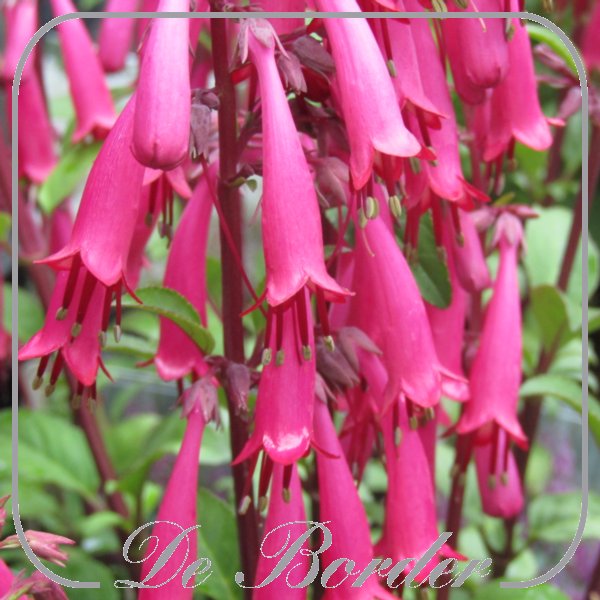 phygelius-rectus-candy-drops-rose-434 Phygelius rectus 'Candy Drops Rose'