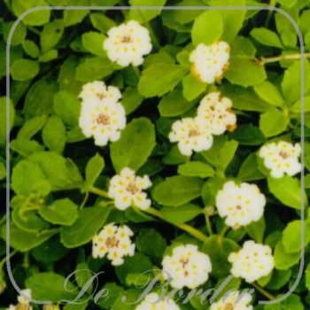 Lippia nodiflora --