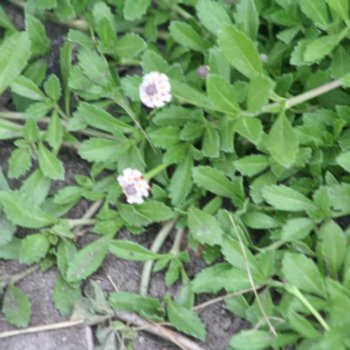 Phyla nodiflora 'Summer Pearls'