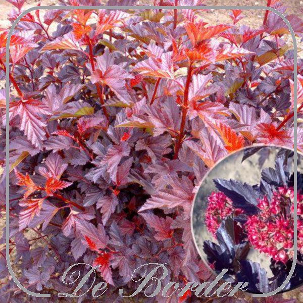 Physocarpus opulifolius 'Andre'