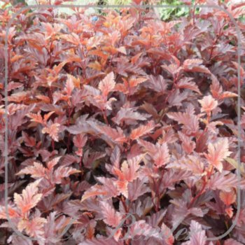 Physocarpus opulifolius 'Little Angel'