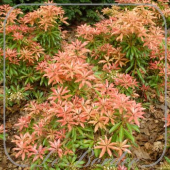 pieris-forest-flame-351 Pieris 'Forest Flame'