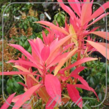 pieris-forest-flame-580 Pieris 'Forest Flame'