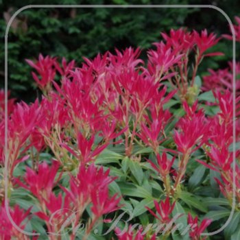 pieris-forest-flame-778 Pieris 'Forest Flame'