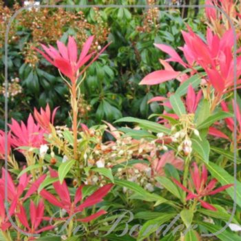 pieris-forest-flame-906 Pieris 'Forest Flame'