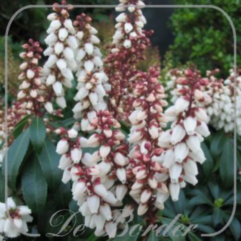 Pieris japonica 'Bonfire'