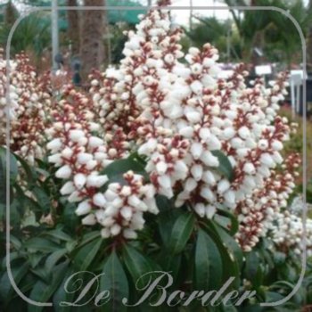 Pieris japonica 'Bonfire'