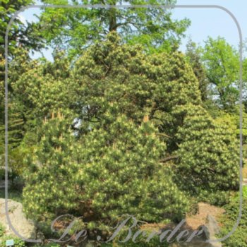 pinus-mugo-subsp-mugo-018 Pinus mugo subsp. mugo