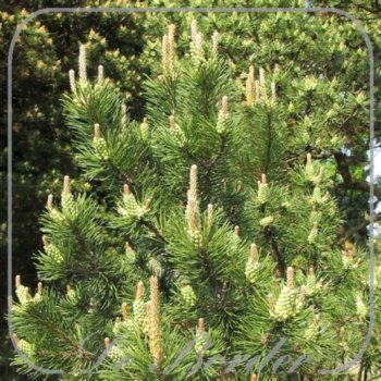 pinus-mugo-subsp-mugo-397 Pinus mugo subsp. mugo