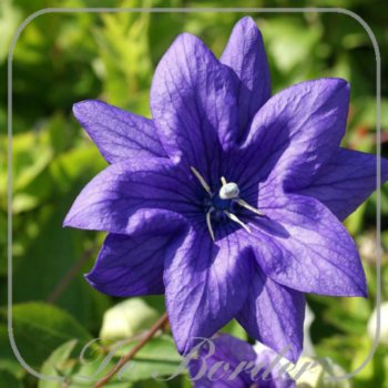 Platycodon grandiflorus 'Hakone Blue'