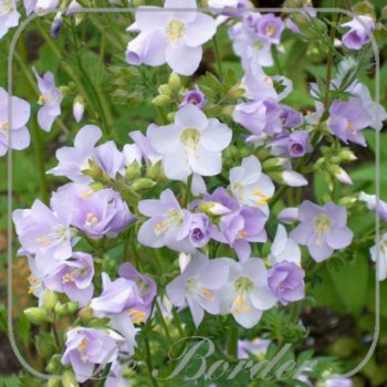Polemonium boreale