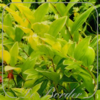 Polygonatum falcatum 'Variegatum'