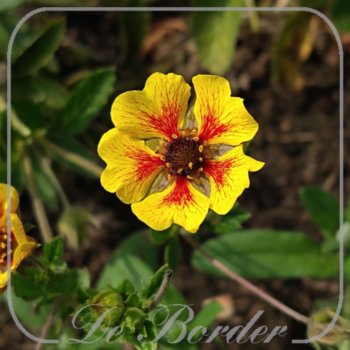 potentilla-esta-ann-088 Potentilla 'Esta Ann'