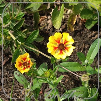 potentilla-esta-ann-090 Potentilla 'Esta Ann'