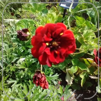 potentilla-flamboyant-810 Potentilla 'Flamboyant'