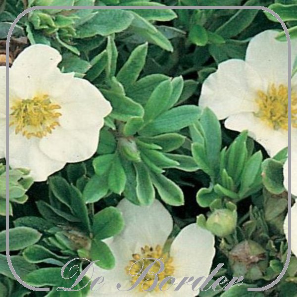 Potentilla frut. 'Tilford Cream'