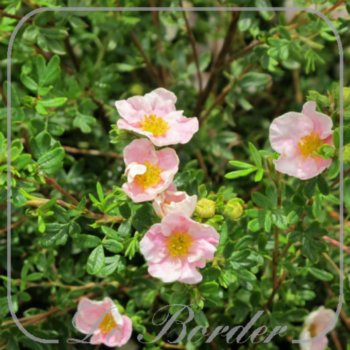potentilla-fruticosa-danny-boy-348 Potentilla fruticosa 'Danny Boy'