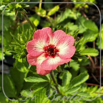 Potentilla hopwoodiana
