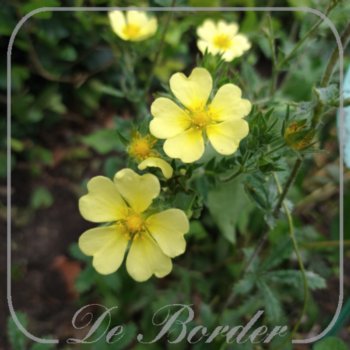 Potentilla recta 'Sulphurea'